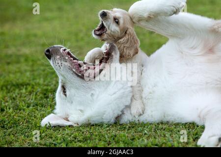 Cocker spaniel cucciolo e grandi Pirenei cani giocare. Foto Stock