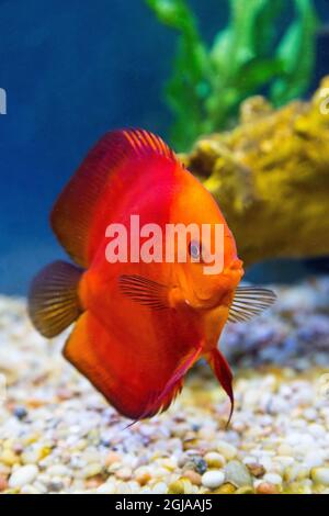 Discus tropicale d'acqua dolce, Discus di Melone Rosso. Foto Stock