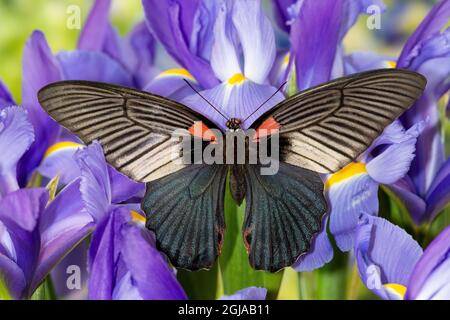 Tropical Swallowtail farfalla femmina Papilio Memnon sui fiori olandesi di iride. Foto Stock