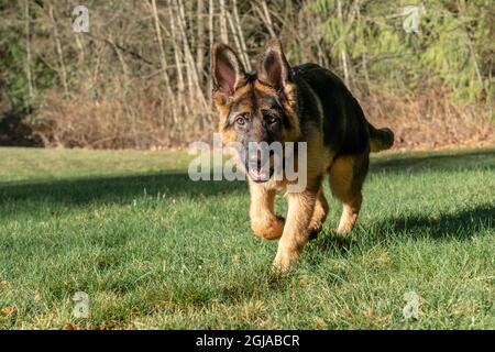Issaquah, stato di Washington, Stati Uniti. Quattro mesi di pastore tedesco cucciolo camminando nel suo grande cortile. (PR) Foto Stock