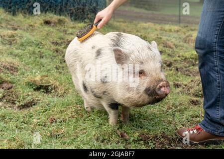 Issaquah, stato di Washington, Stati Uniti. Donna spazzolando il suo mini maiale, con i suoi hackles che si alzano. (PR, MR) Foto Stock
