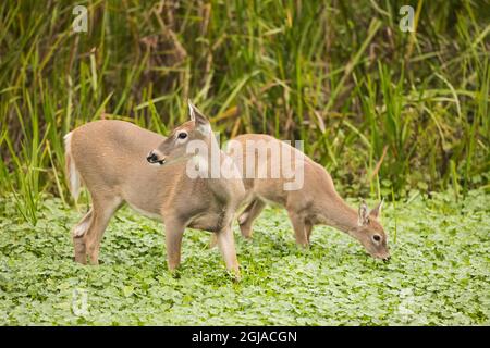 Il cervo di Columbia Whitetail, che foraging nella palude. Foto Stock