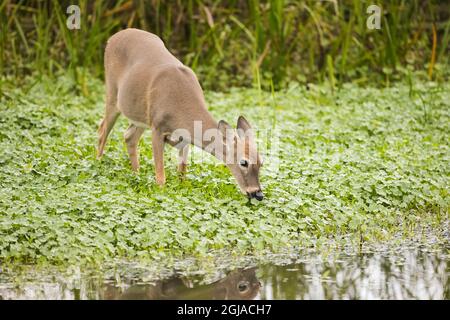 Il cervo di Columbia Whitetail, che foraging nella palude. Foto Stock