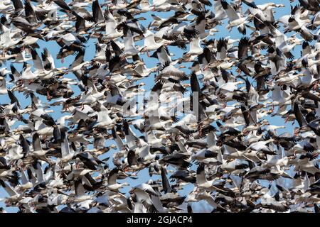 Oche di neve grande gregge in volo Marion County, Illinois Foto Stock