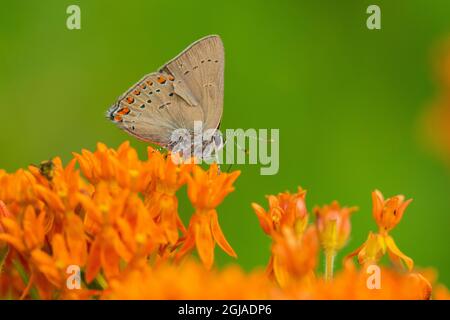 Coral Hairstreak (Satyrium titus) su Butterfly Milkweed (Asclepias tuberosa) Stephen A. Forbes state Park, Illinois. Foto Stock