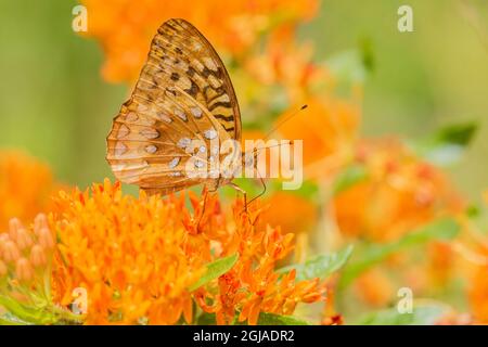 Great Spangled Fritillary (Speyeria cybele) on Butterfly Milkweed (Asclepias tuberosa) Marion County, Illinois. Foto Stock