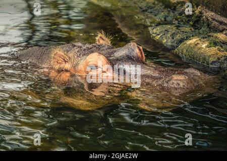 Ritratto di ippopotamo, in acqua galleggiante Foto Stock