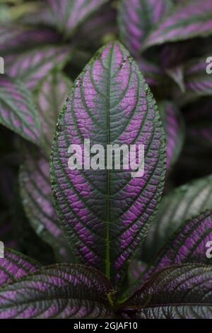 Strobilanthes dyerianus - pianta di scudo persiano. Foto Stock