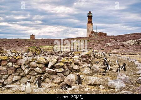 Argentina, Santa Cruz. Puerto Deseado, Isla Pinguino (Isola dei Pinguini), pinguini magellanici. Foto Stock