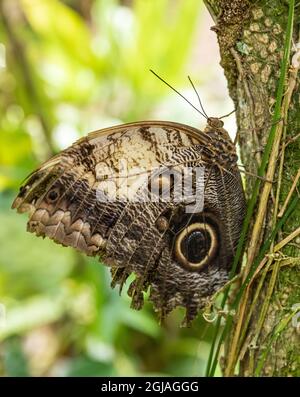 Belize, Green Hills Butterfly Ranch, Owl Butterfly (Caligo Martia). Foto Stock