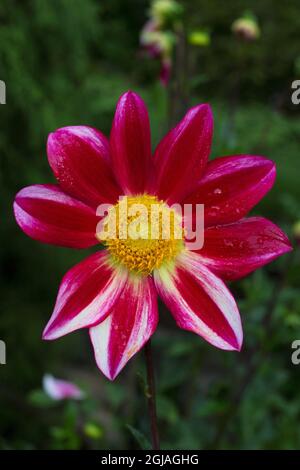 Dahlia 'Junkyard Dog' fiore. Foto Stock