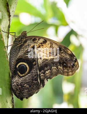 Belize, Green Hills Butterfly Ranch, Owl Butterfly (Caligo Martia). Foto Stock