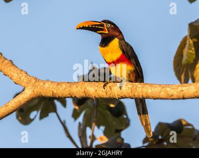 Brasile, Pantanal. Uccello aracari di castagno-orecchie. Credit as: Cathy & Gordon Illg / Jaynes Gallery / DanitaDelimont.com Foto Stock