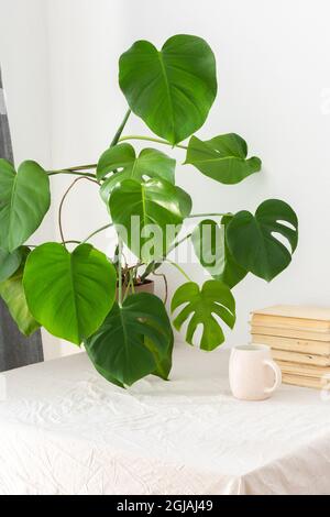 Houseplant Monstera primo piano su un tavolo contro una parete bianca, disegno biophilic, vecchi libri vicino alla parete bianca, una tazza di caffè Foto Stock