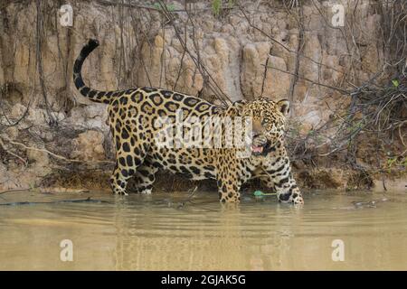 Brasile, Pantanal. giaguaro selvaggio in piedi in acqua di fiume. Foto Stock