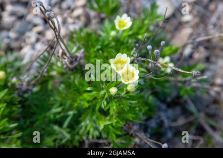 Questo fiore si trova all'interno del Parc Nacional Torres del Paine vicino al Lago Magenta. È altamente tossico. Foto Stock