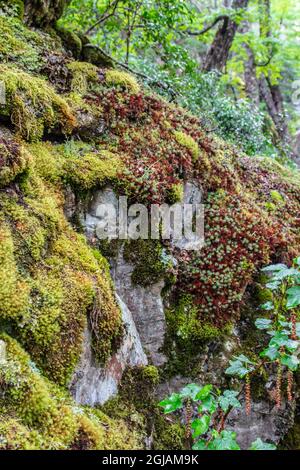 Situato all'interno del Parc Nacional Torres del Paine è questa zona, Cascada Salta che è densa di vegetazione e ruscelli Foto Stock