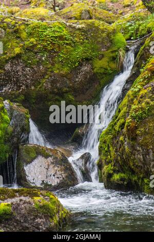All'interno del Parc Nacional Torres del Paine, c'è un'area tropicale della foresta pluviale dove troverete cascate Foto Stock