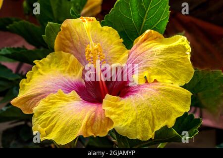 Oro giallo rosa rosso occhio di Kali fiori di ibisco tropicale, Isola di Pasqua, Cile. Foto Stock