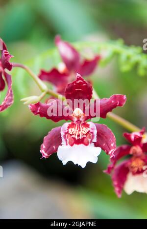 Ecuador, Quito. Jardin Botanico de Quito. Orchid serra Giardini Botanici Foto Stock
