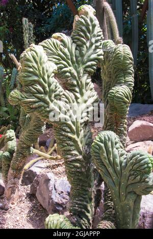 Ecuador, Quito. Jardin Botanico de Quito. Mostra di cactus dei Giardini Botanici Foto Stock