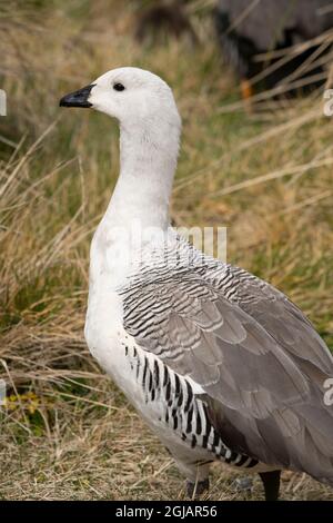 Isole Falkland, New Island. Upland goose maschio close-up. Credit as: Don Grall / Galleria Jaynes / DanitaDelimont.com Foto Stock