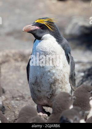 Pinguino macaroni in colonia di pinguini Rockhopper Meridionale a Bleaker Island, Isole Falkland. Foto Stock