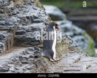 Pinguino macaroni in colonia di pinguini Rockhopper Meridionale a Bleaker Island, Isole Falkland. Foto Stock