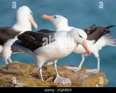 Albatross nero-browed o mollyawk nero-browed, sullo sfondo un paio durante il tipico comportamento di corteggiamento e saluto, Isole Falkland. Foto Stock