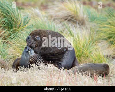 Bue e leone marino della Patagonia nella cintura di tussock, Isole Falkland. Foto Stock