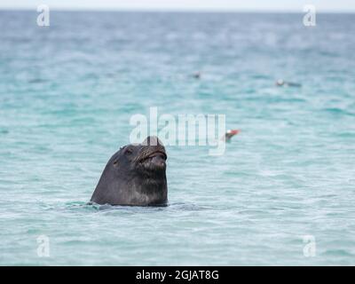 Giovane toro di leone di mare della Patagonia a caccia di pinguini Gentoo sulla spiaggia non in acqua, Isole Falkland. Foto Stock