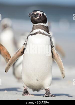 Penguin Magellanico, Isole Falkland. Foto Stock