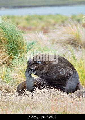 Bue e leone marino sudamericano femminile in tussock cintura, Isole Falkland. Foto Stock