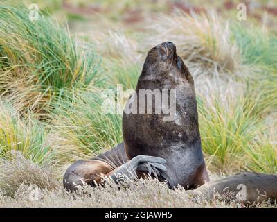 Bue e leone marino sudamericano femminile in tussock cintura, Isole Falkland. Foto Stock