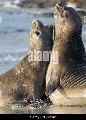 Sigillo di elefante meridionale (Mirounga leonina) dopo harem e stagione di allevamento. Giovani tori che combattono e stabiliscono l'ordine di pecking Isole Falkland. Foto Stock