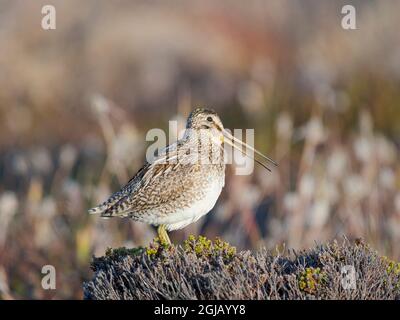 Magellan Snipe (Gallinago magellanica), tassonomia in contesa, talvolta chiamata anche Snipe Paraguayana (Gallinago paraguaiae) Isole Falkland. Foto Stock