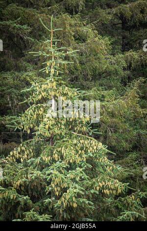 USA, Alaska, Sitka. Abete rosso giovane nella foresta nazionale di Tongass. Credit as: Don Paulson / Galleria Jaynes / DanitaDelimont.com Foto Stock