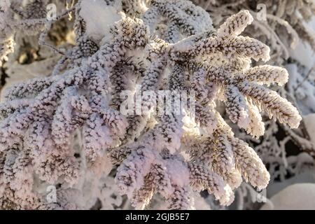 USA, Alaska. Primo piano di rami di pino ricoperti di gelo. Foto Stock