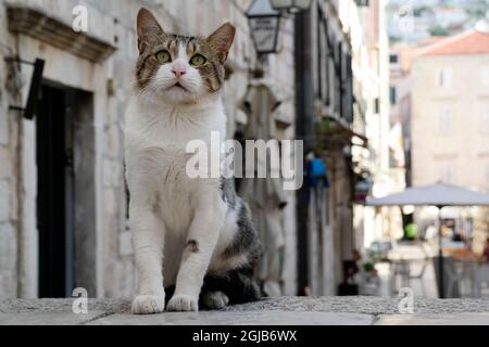 Gatto vicino a Gundulićeva poljana a Dubrovnik Foto Stock