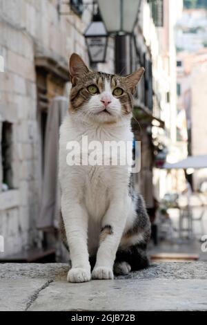 Gatto vicino a Gundulićeva poljana a Dubrovnik (Dalmazia, Croazia) Foto Stock