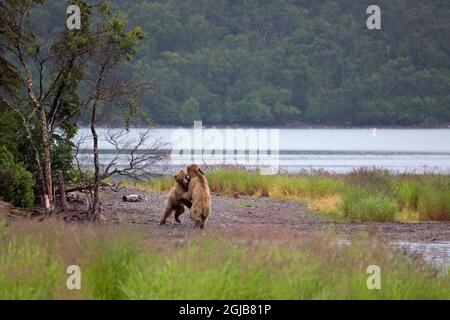 USA, Alaska, Katmai. Gli orsi grizzly adolescenti scintilla dal fiume. Foto Stock