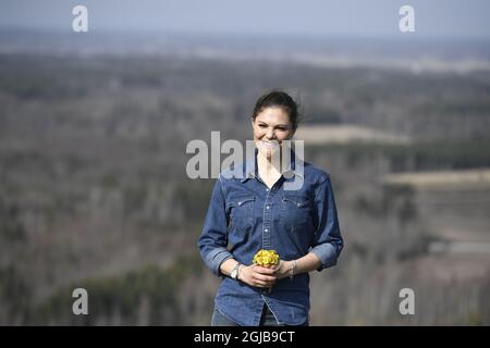 OREBRO 20180420 Crown Princess Victoria si pone in un paesaggio a Kvarntorp che tiene i fiori di Tussilago durante la sua visita alla provincia di Narke, Svezia. La visita fa parte delle passeggiate nella Provincia della Principessa Corona. Foto: Pontu Lundahl / TT Kod 10050 Foto Stock