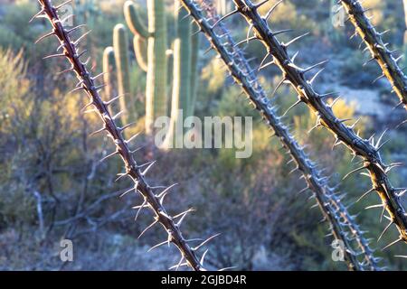 USA, Arizona, Catalina state Park, Saguaro cactus, Carnegiea gigantea, Canne cholla, Spinosior Cylindropuntia. Un cactus saguaro è incorniciato dalla vecchia sp Foto Stock