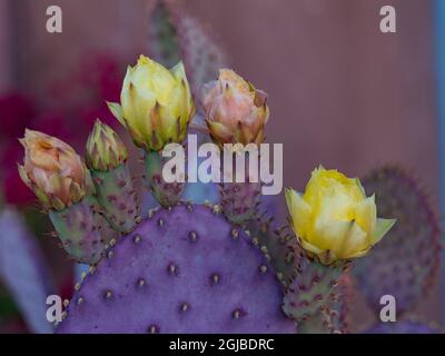 USA, Arizona, Tucson. Fiori gialli e rosa su Prickly Par Cactus viola. Foto Stock