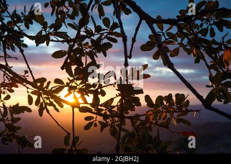 USA, California, Santa Ynez Valley. Bordo del lago Cachuma, tramonto contro le foglie di querce costiere. Foto Stock