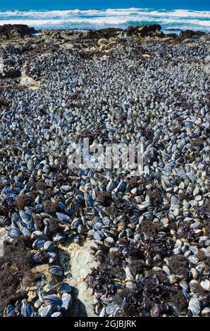 Colonie di mitili nella Riserva Marina di Fitzgerald, California, Stati Uniti Foto Stock