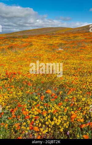 Campi d'oro e papaveri californiani vicino alla riserva di papavero di Antelope Valley California Foto Stock