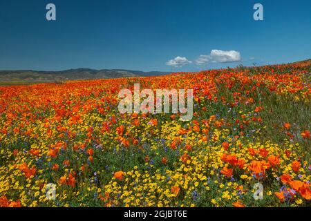 Prato pieno di Goldfields, lupino pygmy, filaree e papaveri della California vicino Lancaster e Antelope Valley California Poppy Reserve Foto Stock