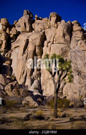 USA, California. Gli alberi di Joshua (Yucca brevifolia) sono unici nel Parco Nazionale degli alberi di Joshua, situato vicino al deserto del Mojave. Foto Stock