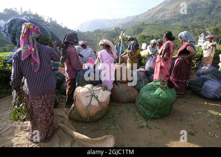 Raccolto tè raccoglitori campi piante lavoratori lavoro agricoltura tè plantage sacco sacco sacco Munnar Foto: Soren Andersson / TT / kod 4573 Foto Stock